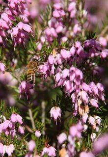 悬停苍蝇,花,苍蝇,昆虫,自然,悬停,宏,翅膀 悬停苍蝇,花,苍蝇,昆虫,自然,悬停,宏,翅膀