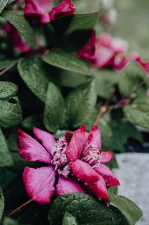 花园里盛开的铁线莲