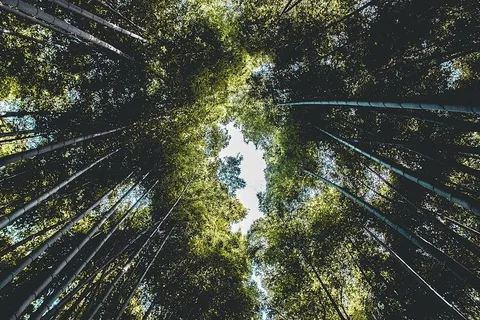 森林,低角度拍摄,自然,透视,树木,森林,树木,植物 森林,低角度拍摄,自然,透视,树木,森林,树木,植物