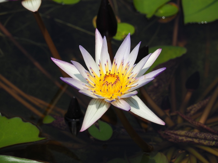 池塘，紫色，白睡莲，花，开花植物，植物，脆弱性，脆弱性