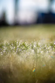 绿叶植物的选择性聚焦摄影 绿叶植物的选择性聚焦摄影