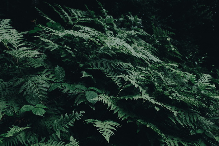 绿色蕨类植物