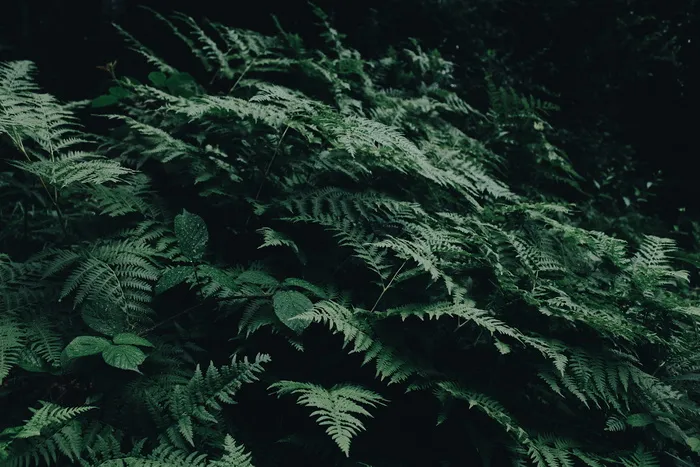 绿色蕨类植物