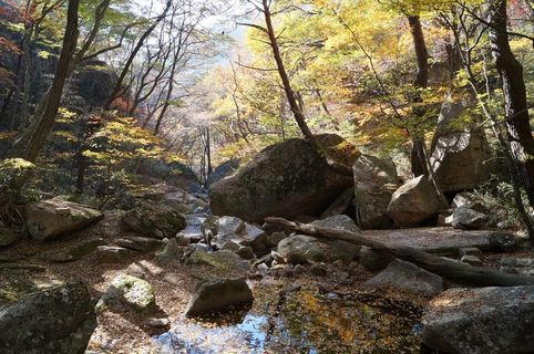 韩国，重庆，松尼山，树木，植物，森林，自然之美，土地