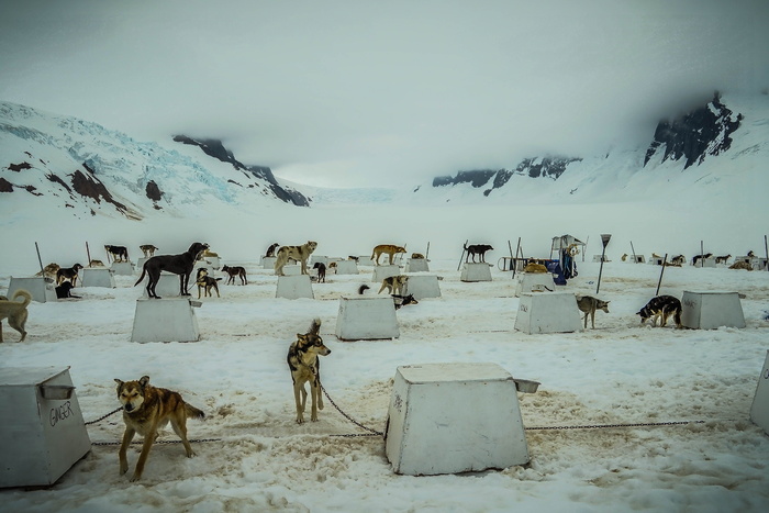 雪橇狗，阿拉斯加，狗雪橇，雪橇，狗，雪橇，雪，狗