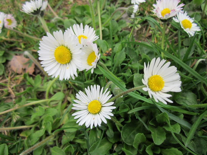多年生百灵、英国雏菊、普通雏菊、草坪雏菊、金缕梅、金缕梅、flora、野花