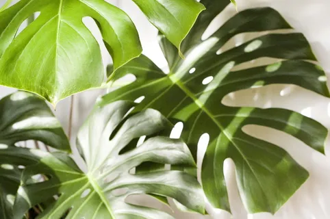 龟背竹, 植物, 叶子, 热带, 自然, 夏季, 太阳, 叶 龟背竹, 植物, 叶子, 热带, 自然, 夏季, 太阳, 叶