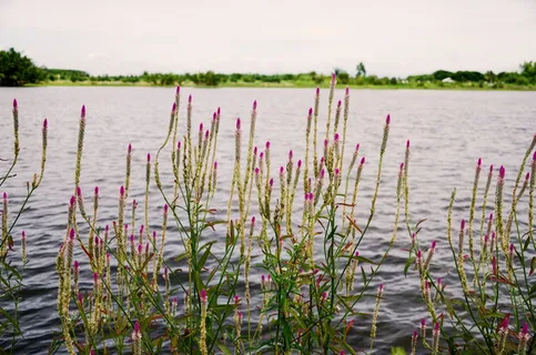 花，河，花，帕，水，植物，自然，天空