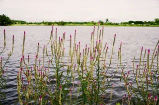 花，河，花，帕，水，植物，自然，天空