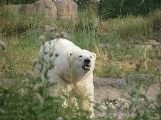 北极熊，咆哮，咆哮，白色，野兽，愤怒，饥饿，愤怒