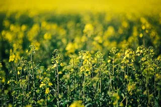 阳光明媚的油菜田