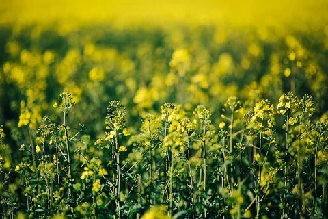 阳光明媚的油菜田 阳光明媚的油菜田