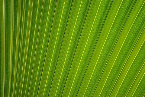 绿色,叶子,图案,植物,棕榈叶,背景,棕榈树,绿色 绿色,叶子,图案,植物,棕榈叶,背景,棕榈树,绿色