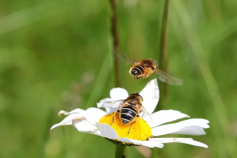 蜜蜂,普通,沙,黄蜂,黄蜂,膜翅目,昆虫 蜜蜂,普通,沙,黄蜂,黄蜂,膜翅目,昆虫