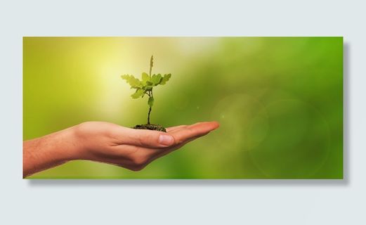 选择性聚焦摄影，树苗，人类，棕榈，树叶，树木，幼树