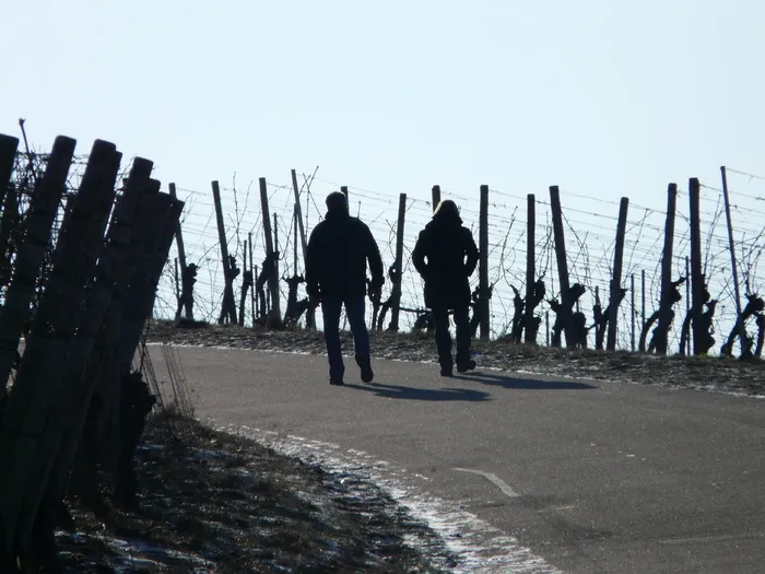 葡萄园，冬天，葡萄树，葡萄酒种植，远足，流浪者，葡萄酒之路，道路