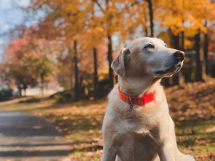 白天坐在路边的成年黄色拉布拉多猎犬的浅聚焦摄影