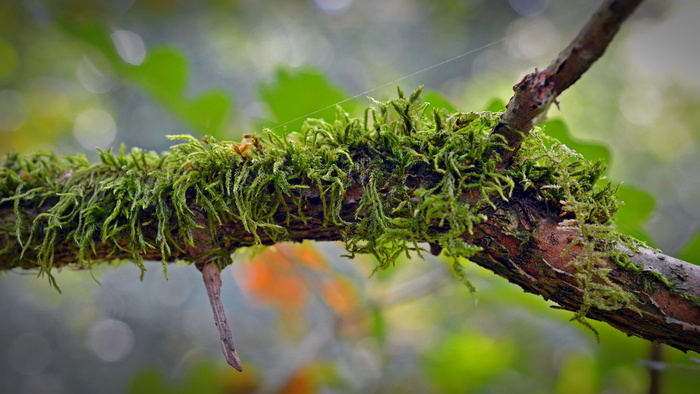 苔藓枝选择性焦光