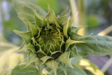 加拿大、维多利亚维尔、向日葵纽扣、向日葵、波顿德妥呢醇、叶子、植物部分、绿色