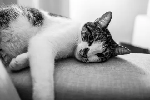 黑白、动物、宠物、眼睛、猫、特写、沙发、家养 黑白、动物、宠物、眼睛、猫、特写、沙发、家养