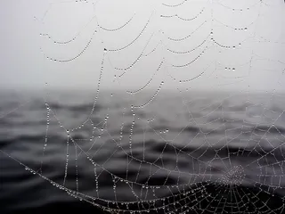 关闭，照片，蜘蛛网，水露珠，蜘蛛网，水，滴