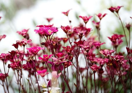 花朵，红色，花朵，盛开，植物，自然，花瓣，夏天
