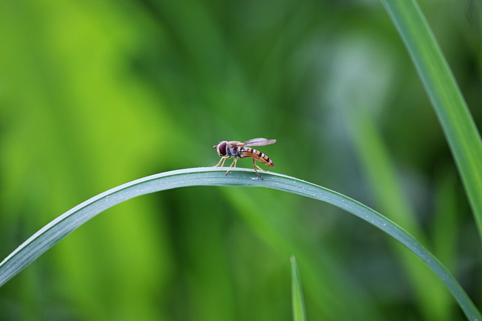 苍蝇、昆虫、草叶、桥梁、天平、拱门、自然、草地