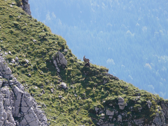 羚羊，rupicapra rupicapra，gams，山羊，rupicapra，野生，野生物种，山地