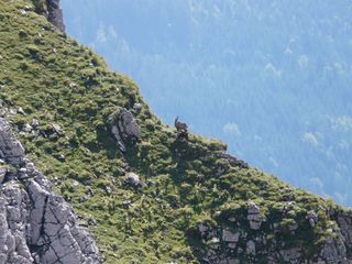 羚羊，rupicapra rupicapra，gams，山羊，rupicapra，野生，野生物种，山地