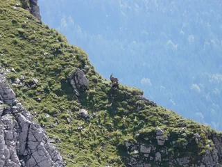 羚羊，rupicapra rupicapra，gams，山羊，rupicapra，野生，野生物种，山地