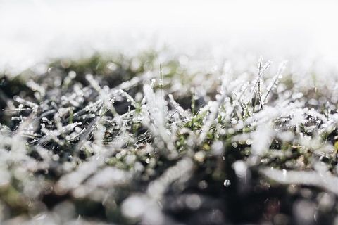 早晨霜冻覆盖了草地 早晨霜冻覆盖了草地