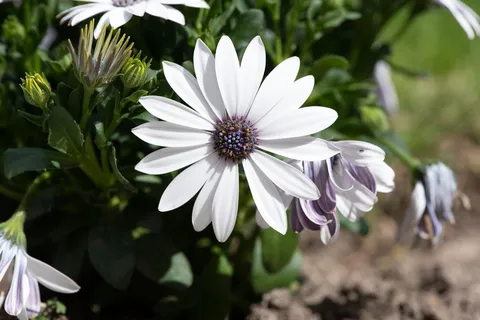 雏菊角、花朵、白色、植物群、花园、特写、春天、自然 雏菊角、花朵、白色、植物群、花园、特写、春天、自然
