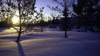 植物，树木，自然，户外，风景，汽车，汽车