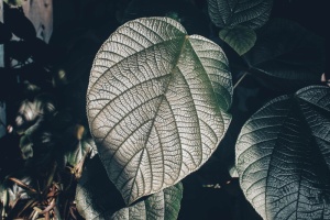 静脉，爬行动物，蛇，动物，叶子，植物，水晶，钱