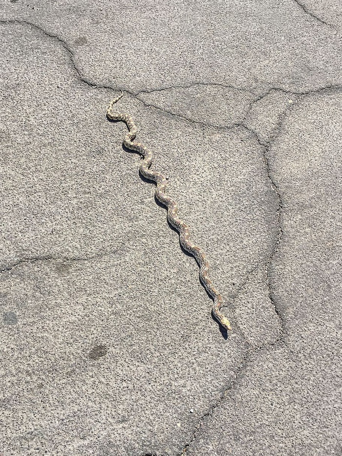 蛇穿过一条铺好的路。