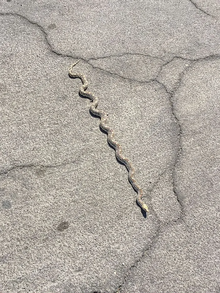 蛇穿过一条铺好的路。