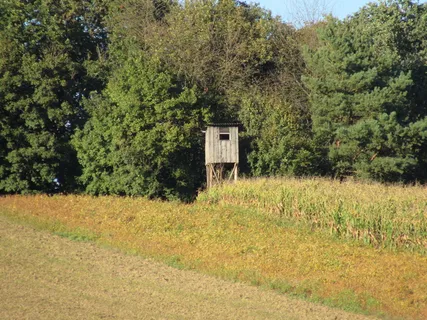 快乐，猎人，森林，树木，植物，树木，土地，生长