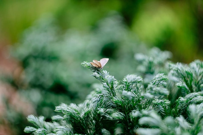 绿色、昆虫、树叶、宏观、自然、植物、动物主题、动物野生动物