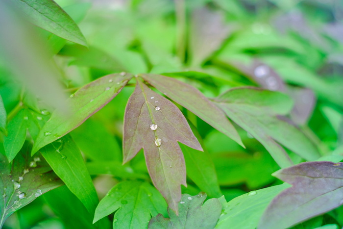 花瓣, 绿党, 背景, 罗莎, 绿色, 草, 春天, 叶绿