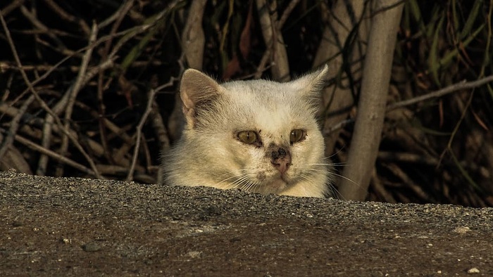猫，流浪，受伤，害怕，隐藏，不安全，观察，动物主题