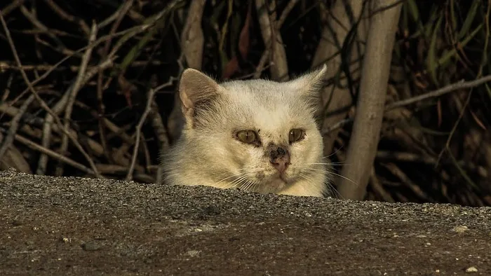 猫，流浪，受伤，害怕，隐藏，不安全，观察，动物主题