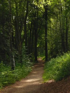 森林,远离,自然,树木,夏天,季节,热量,光 森林,远离,自然,树木,夏天,季节,热量,光