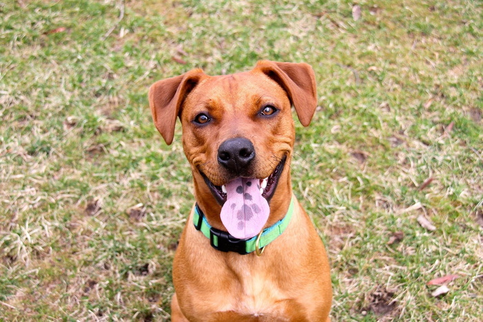 close，photo，short-coated，brown，dog，red，Vizsla，特写