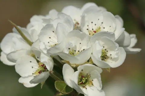 blossom,perenbloesem,梨树,peer,春天,自然,果园,植物群 blossom,perenbloesem,梨树,peer,春天,自然,果园,植物群