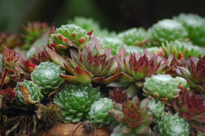 石头花园，sempervivum，house wurzen，韭菜，厚板温室，植物，多汁，生长