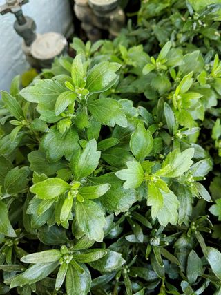 妈妈，植物，菊花，叶子，绿色，植物部分，叶子，生长