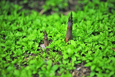 竹子,竹笋,生命力,绿色,植物,选择性聚焦,植物部分,自然 竹子,竹笋,生命力,绿色,植物,选择性聚焦,植物部分,自然