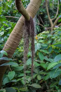 自然，树木，丛林，森林，树木，老树，树干，美国