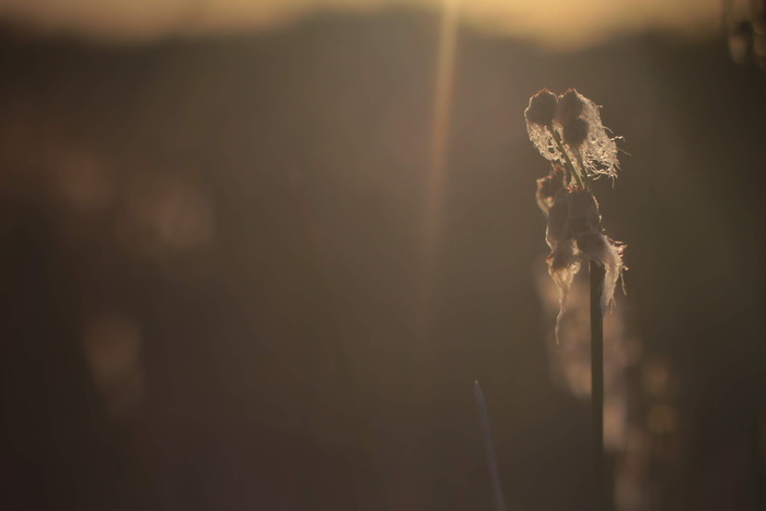 灯光、闪光、阳光、水晶、动物、草、植物、纹理