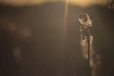 灯光、闪光、阳光、水晶、动物、草、植物、纹理